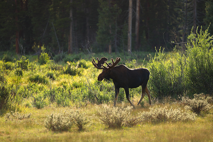 On a beautiful summer night in the Kawuneeche Valley of Rocky Mountain National Park, a bull moose wanders slowly by. These are...