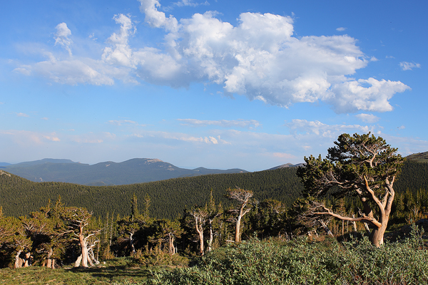 The twisted ancient trees look out over the Colorado plains to the east.&nbsp;