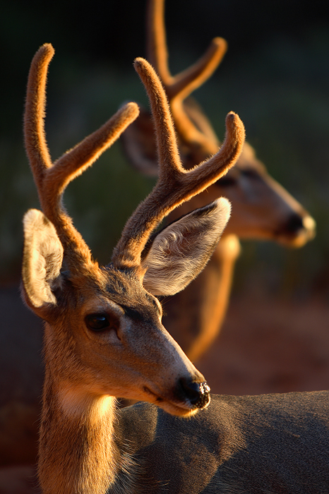 Two mule deer are highlighted by the first rays of sunrise in Arches National Park. Mule deer get their name from their large...