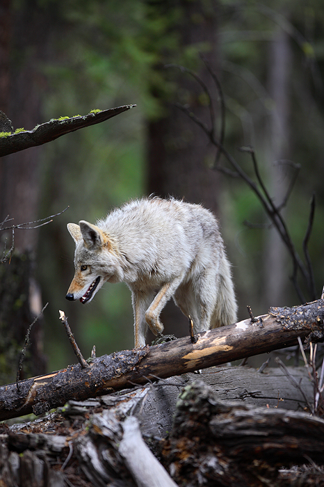 Stalk A coyote, obviously intent on finding something to eat, stalks through a forest in Yellowstone National Park. &...