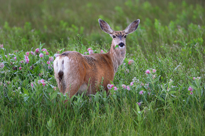 A mule deer, piqued by the sound of another deer in the area, lifts her head while feeding on grasses and plants.&nbsp;
