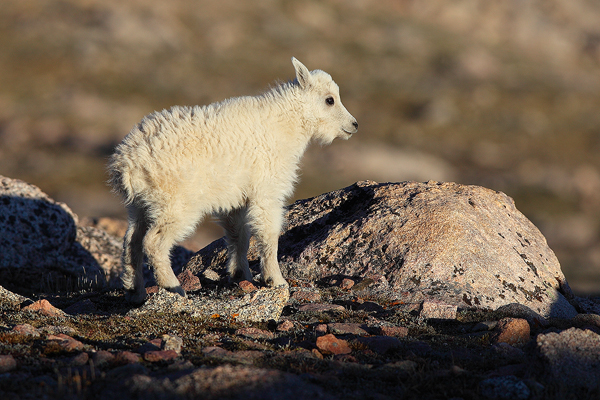 The baby mountain goat surveys his high altitude surroundings.