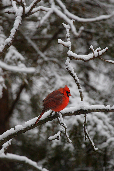 A Shot of Red One of my favorite subjects to photograph are cardinals after a fresh snowfall. I just love the way the red pops against the...