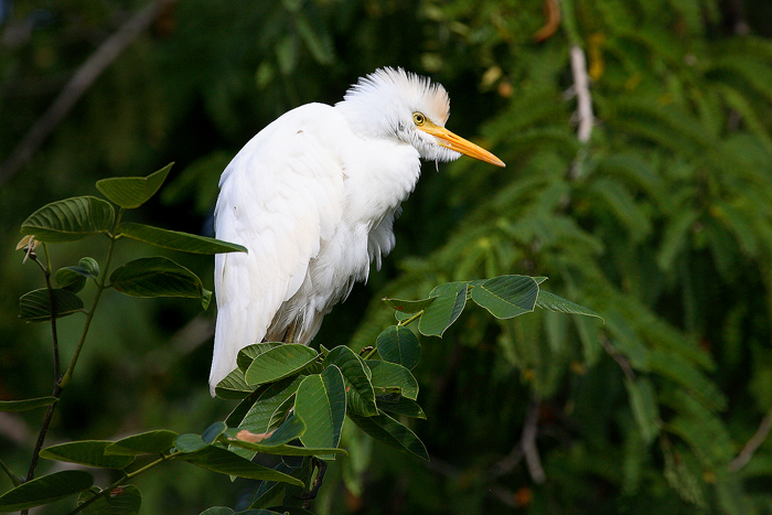 Cattle Egret &...