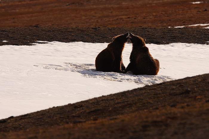 These two grizzly bears found this patch of snow to play on. We watched them for hours as they rolled up and down the hill and...