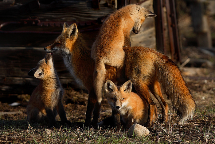 A red fox vixen spends her spring days hunting to feed her hungry kits, only to come home and get mobbed by her 8 pups who are...