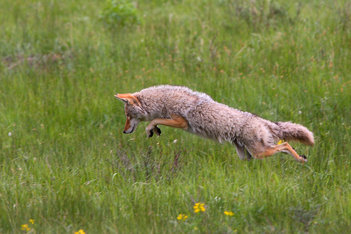 Prairie Pounce Coyotes are amazing hunters. They locate their prey, usually a small animal such as mice or voles with their accute sense of...