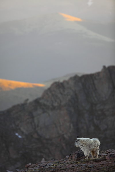 A lone goat stands on the tundra at last light.&nbsp;