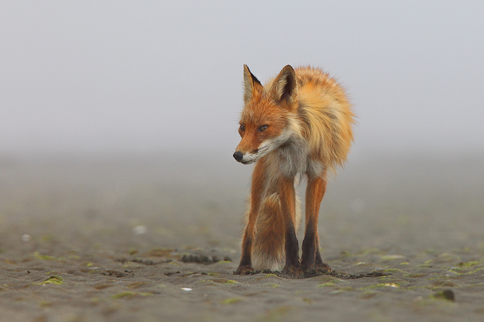 Red Foxes on the Alaska Peninsula have adapted the ability to find clams that are buried under the mud flats at low tide. Much...
