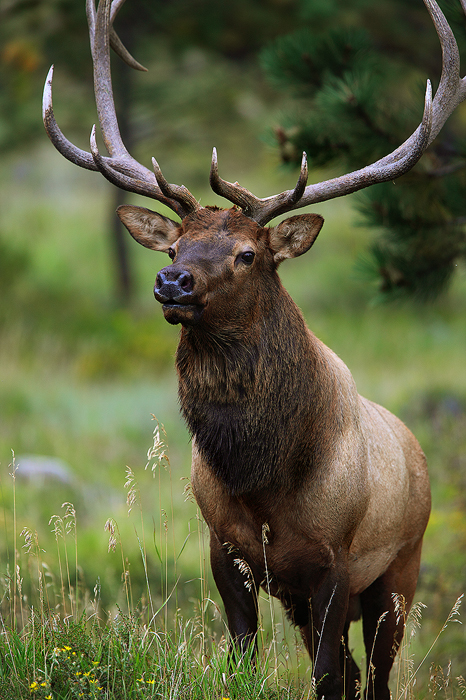 A massive bull elk stands proudly overlooking his harem.&nbsp;