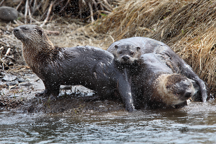 River otters, a semi aquatic mammal, make their homes along waterways and coasts. This particular otter, in Yellowstone, shakes...