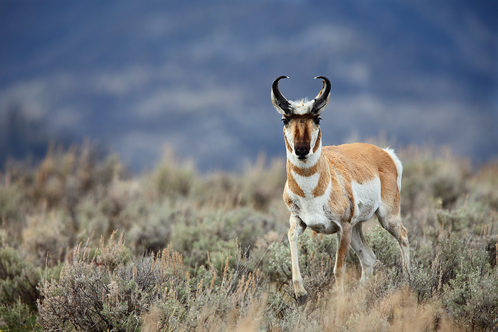 The pronghorn antelope is the fastest land mammal in North America, and is considered to be the second fastest land mammal on...