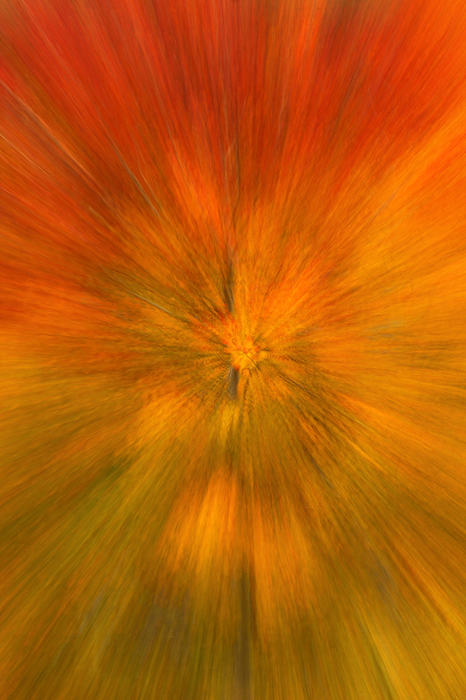 I made this image by using a half second exposure, during which I zoomed out, creating an abstract take on this multicolored...