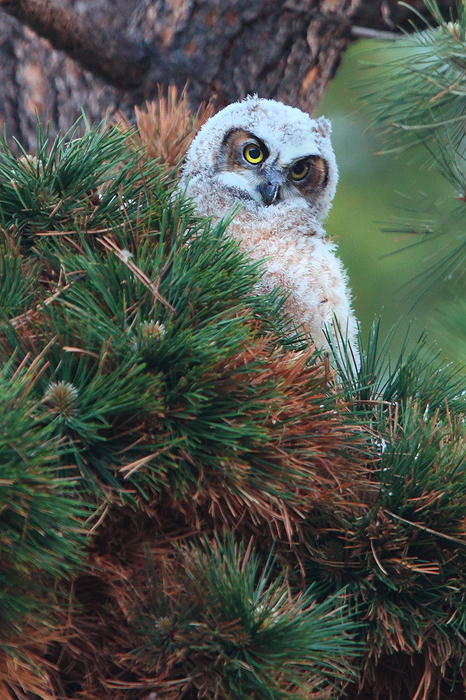 &nbsp;A fledgling great horned owlet is alert with curiosity, watching everything going on around it. This owl is almost ready...