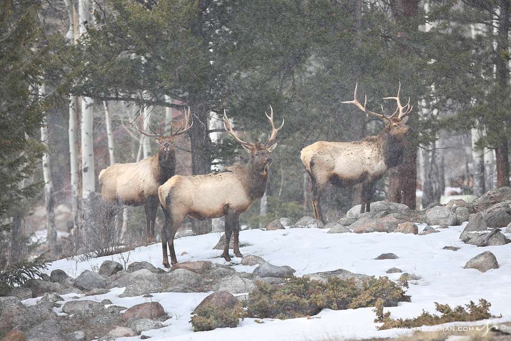 Three large bull elk take a moment to scan their surroundings in Rocky Mountain National Park. During the peak of the mating...