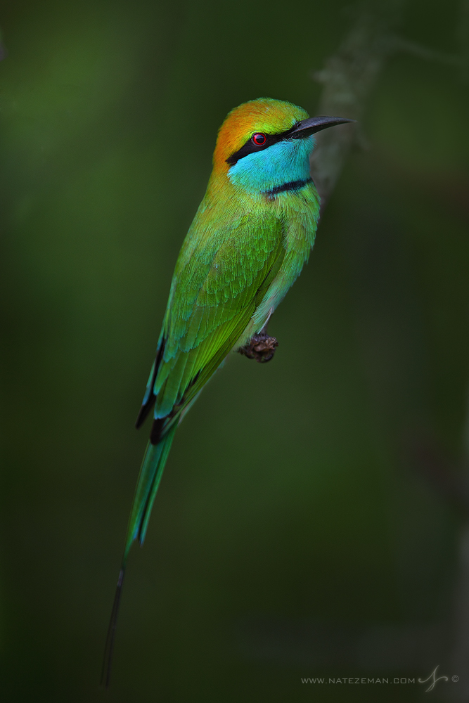 A green bee eater perches on a branch in the thick Sri Lankan forest.&nbsp;
