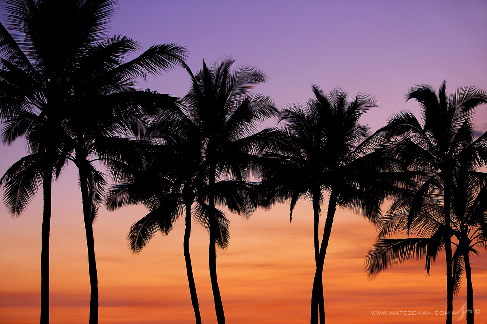 Palm trees are silhouetted against the vibrant colors of a Hawaiian sunset. &lt;p
