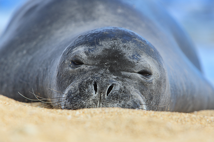 A Hawaiian monk seal rests on the warm sand beaches on the north shore of Kauai. Hawaiian monk seals are one of the few seal...