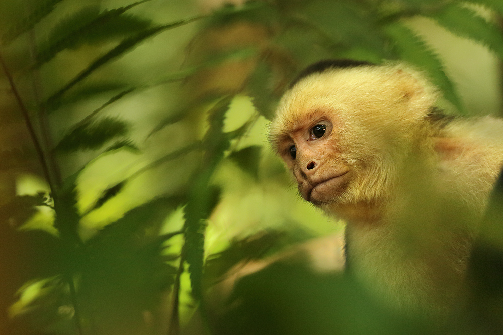 A wild white faced capuchin monkey peers through dense jungle at another member of his group ahead. Aside from resting, almost...