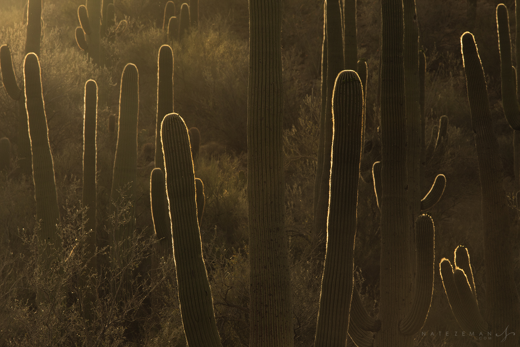 The fading summer sun streaks across&nbsp;a stand of saguaro cacti,&nbsp;silhouetting them in warm evening&nbsp;light. Even though...