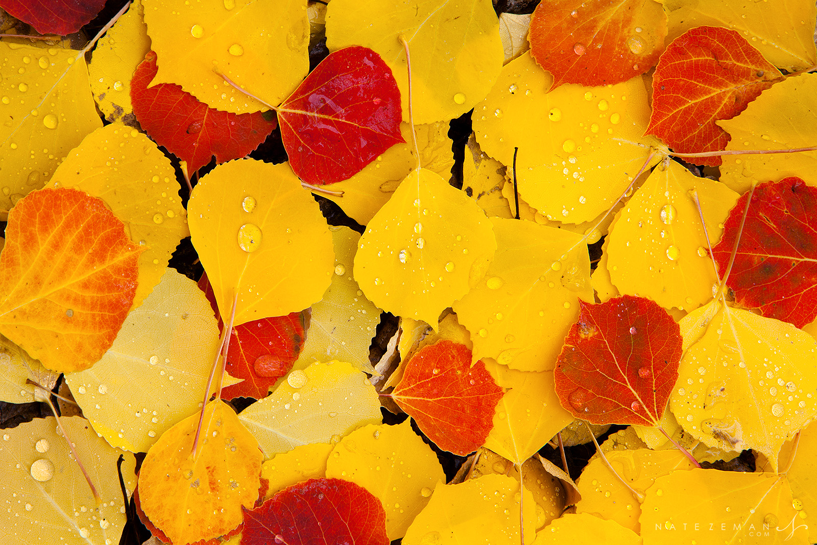 Droplets of water from a recent rainfall sit atop a blanket&nbsp;of vibrantly colored aspen leaves.&nbsp;Purchase Prints and...