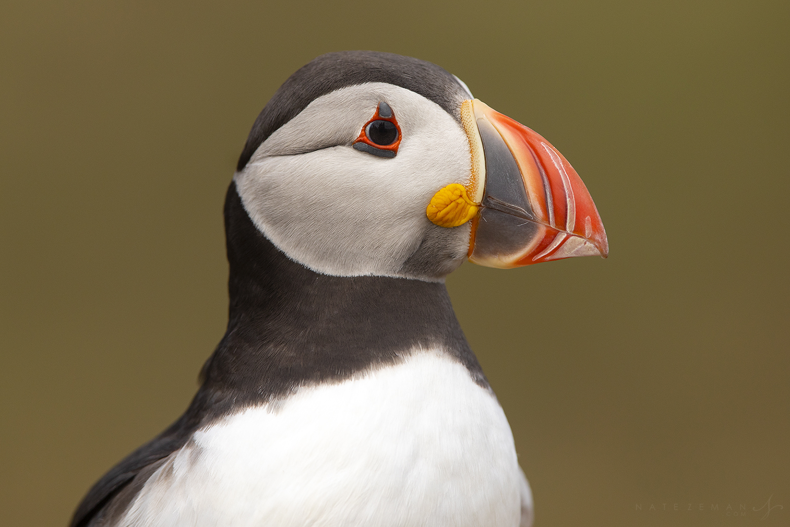 Skomer is a small island off the western coast of Wales. Its absence of terrestrial predators makes Skomer a crucially important...