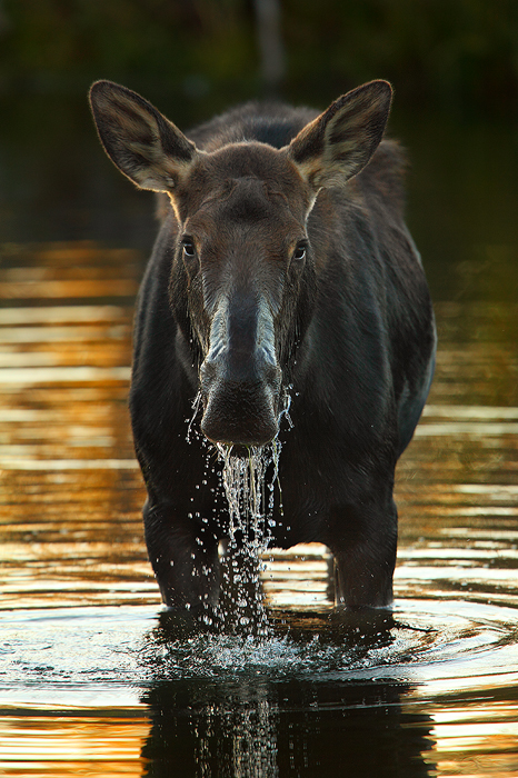 A cow moose stands in a pond feeding on aquatic vegetation. These animals are very at home in the water and are surprisingly...