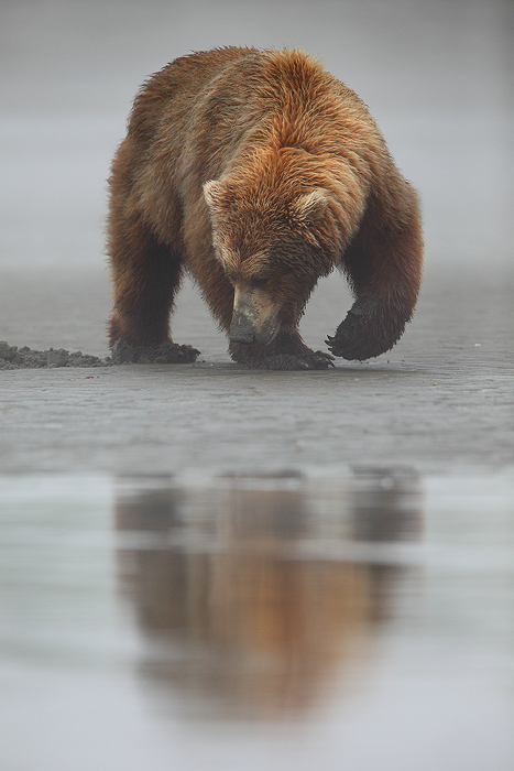 Reflected in the tide, an alaskan brown bear searches for clams.&nbsp; * This photo is available as a limited edition fine art...