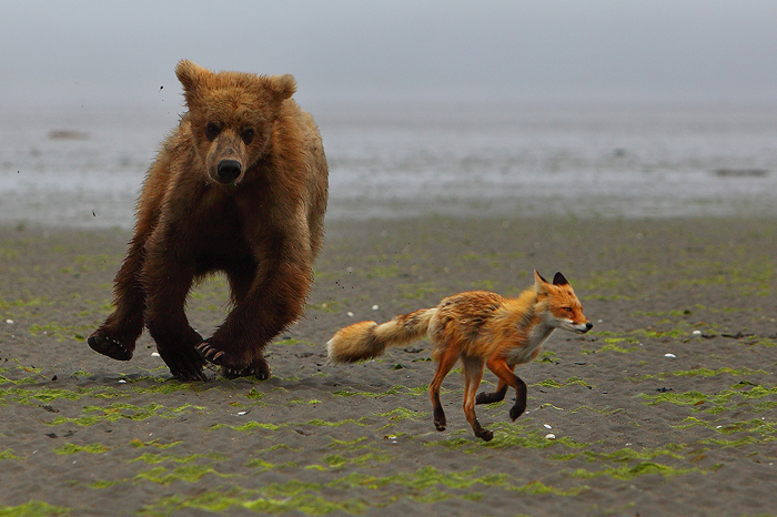 &nbsp;We spent part of one morning photographing a fox digging for clams. After a while this young brown bear came out of the...