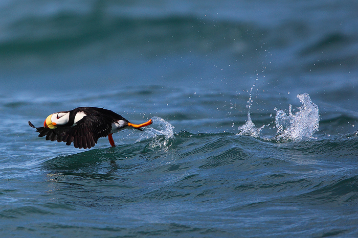 Horned Puffin taking flight.&nbsp; * This photograph is available as a limited edition fine art print *