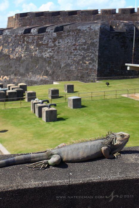 A local inhabitant sunning himself on the fort walls.