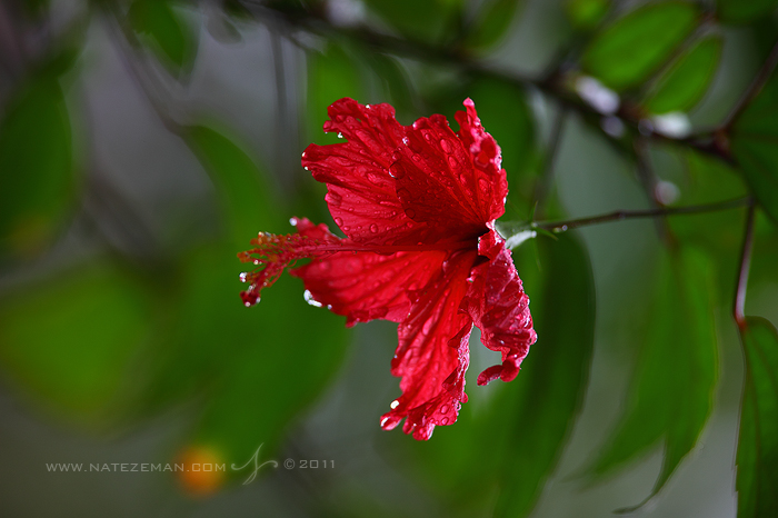 Water droplets on a red flower after a brief rainfall.