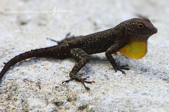 An anole on a rock displays its dewlap.