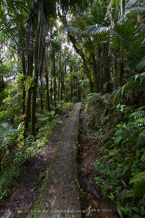 In the more &quot;public&quot; areas of El Yunque, there are paved trails that make hiking through the rainforest a breeze. This...