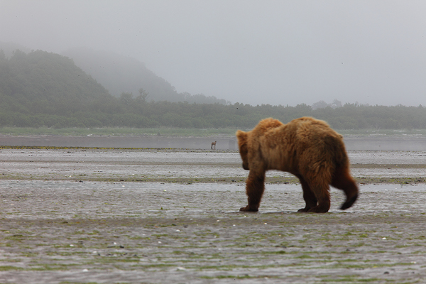 A brown bear walks across the tidal flats looking across the bay at a wolf.