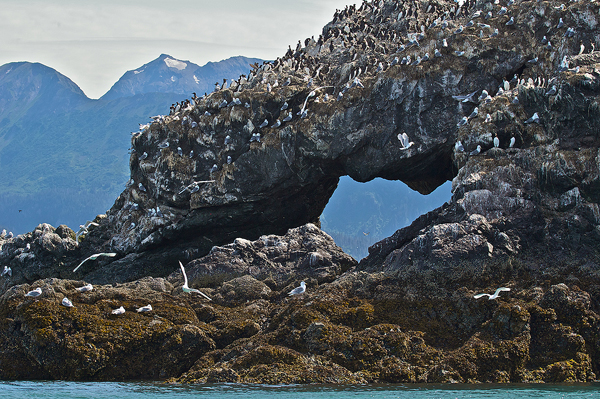 This is Gull Island, an amazing little rookery island on Kachemak Bay. It This is a great place to see puffins, Kittiwakes, Cormorants...