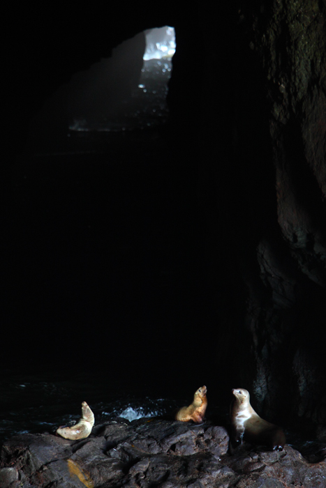 Three sea lions atop a rock in Seal Lion Caves. At the top of the photo you can see one of the entrances to this large sea cave...