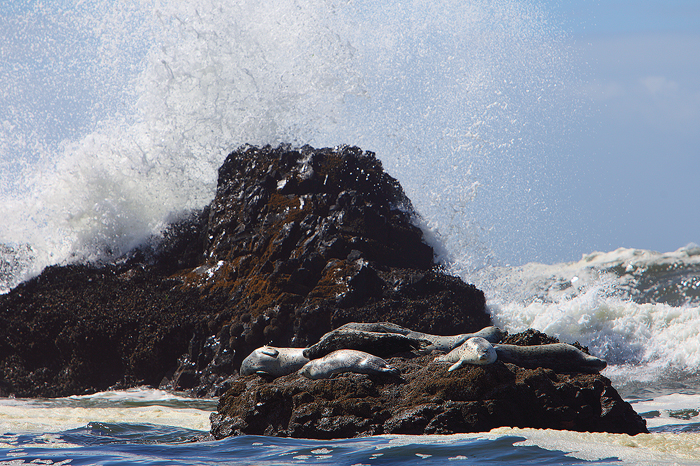Another shot of the seals as a wave smashes into a large rock.&nbsp;