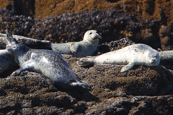 Although I was freezing while taking these photos, these seals were no doubt in heaven while soaking up the warm rays of the...