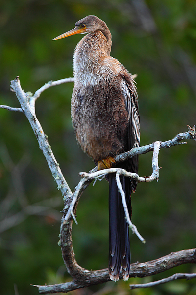 An Anhinga perches on a branch overlooking a small pond.
