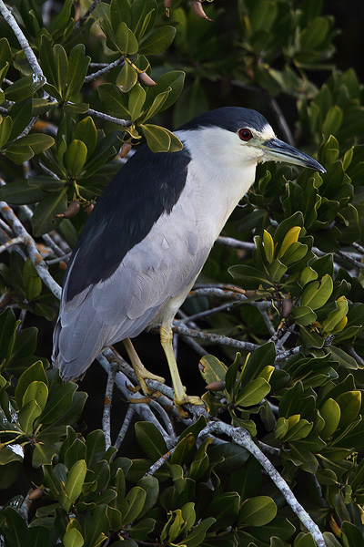 A Black Crowned Night Heron seen perched in a mangrove tree.