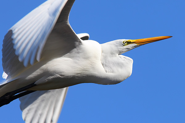 Great Egret in Flight.&nbsp;