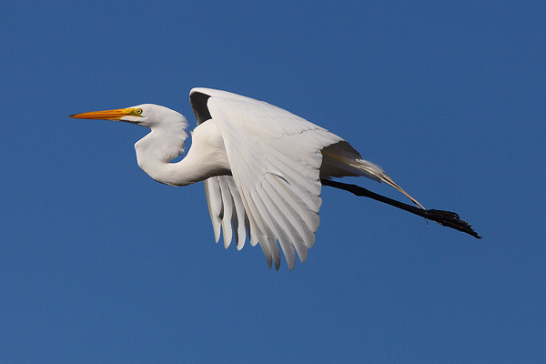 Great Egret in flight.