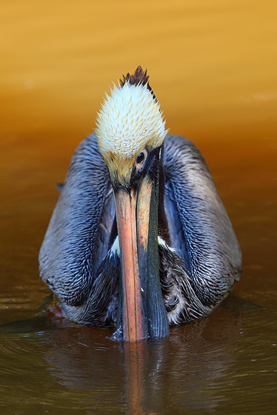 A brown pelican searches for food in a small pond.
