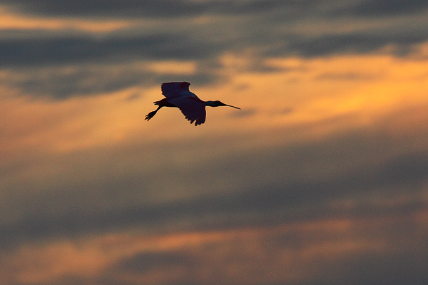 A Roseate Spoonbill is silhouetted against a beautiful Florida sunset.