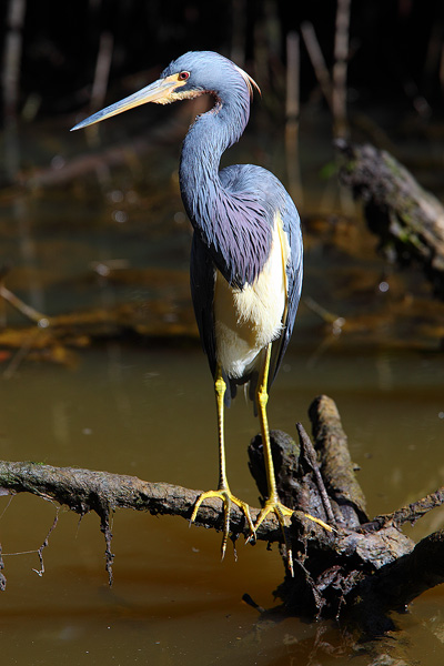 A beautiful Tri-Colored Heron perches on a branch silently awaiting its prey.