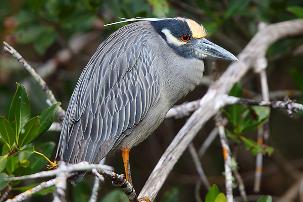 A Yellow Crowned Night Heron perched in a mangrove tree.&nbsp;