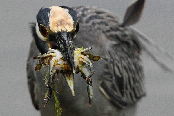 A Yellow Crowned Night heron pulls a crab out of the water... a couple seconds after I captured this shot it swallowed it whole...