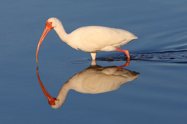 A white Ibis searches the water on a spectacular morning.&nbsp; * This photos is available as a limited edition fine art print...