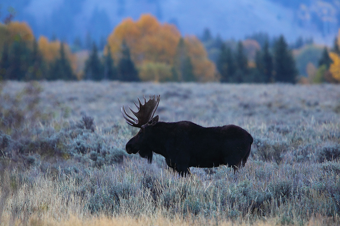 A beautiful moose indeed.&nbsp;